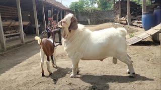 Big Boer Goat crosses with young goat in farm  Goat Farming in village