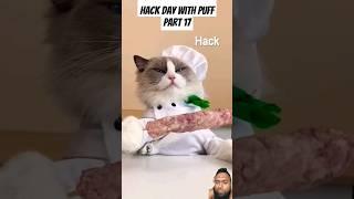 Hack day with Puff part 17 #thelittlepuff #whatshouldpuffdo #puffknowsbetter #asmr #cat #tiktok