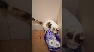 Cat brings home a gift