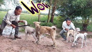 Amazing dog breeding in Cambodia there are dog breeds in the village