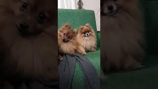 adult pomeranian toy 15 kg and german spitz