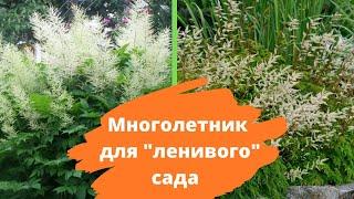 Хит малоуходного сада ВОЛЖАНКА