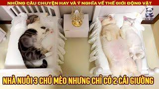 Nhà có ba con mèo nhưng chủ chỉ sắp xếp hai chiếc giường và cái kết  Review Con Người và Cuộc Sống