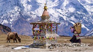 Where Tibet and Nepal Meet Tsum Valley Trekking Nepal Himalaya