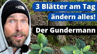 Gundermann - MEGA Wirkung Mehr als eine Heilpflanze  Gundelrebe Kräuterkunde
