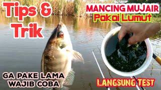 Tips dan Trik Cara Mancing Ikan Mujair Nila  Umpan Lumut