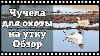 Отличные чучела уток для охоты из пенопласта. Обзор и отзыв.