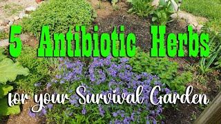 5 Natural Antibiotic Herbs to Grow in Your Survival Garden  Preparedness