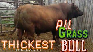 Registered Red Angus bull The thickest ALL grass fed bull in America.