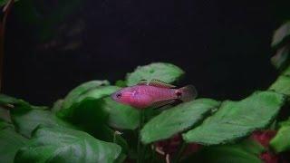 Peacock  Gudgeon - Tateurndina ocellicauda