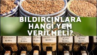 Bıldırcınlara hangi yem verilmeli? Bıldırcınlara ne kadar yem vermeli? Bıldırcınlar nasıl beslenir?