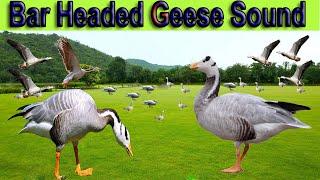 Bar Headed Goose Sound  High Pitch  Bar Headed Goose CallBy DGK Hunter.