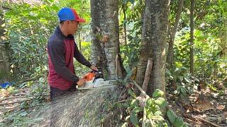 BERBAHAYA Pohon sukun kembar bercabang ditebang hampir roboh kerumah warga