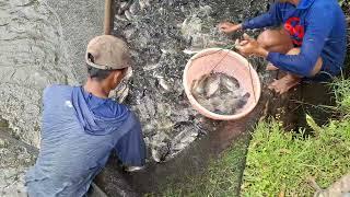 MANTUL PANEN IKAN NILA PAS HARGA TINGGI DILUBUK LINGGAU