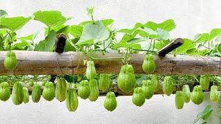 Unexpectedly Growing Chayote at Home is so easy so many fruits