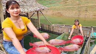 The girl started raising red tilapia on the lake farm life.