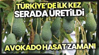 Türkiye’de İlk Kez Serada Üretilen Avokadonun Hasadı Yapıldı