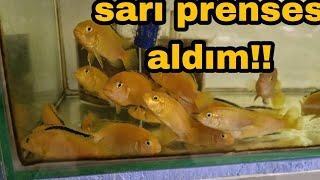 SARI PRENSES CİKLET DEĞİL ALTIN BUNLAR