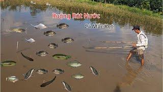 Kích Cá Gì Như Trong Hầm Khi Nước Ruộng Rút  Kích Cá Miền Tây  Catch Fish