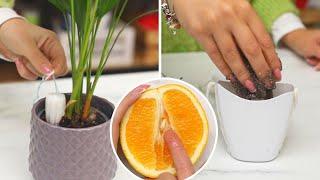 Simple hacks to help you grow potted plants