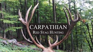 Hirschjagd in den rumänischen Karpaten  Carpathian Deer Hunting  Kronhjort jagt i Rumænien