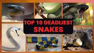 Top 10 Deadliest Snakes in the World