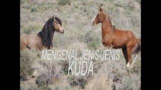 MENGENAL JENIS-JENIS KUDA PRIBUMI