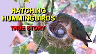 Hatching Hummingbirds Caught on Camera - Rare Footage