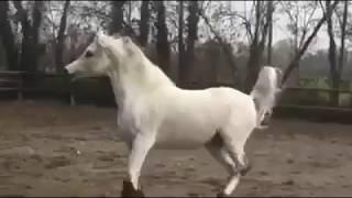 Mükemmel arap atı. Hayvanlar alemi Arabic horse. At videoları En güzel atlar