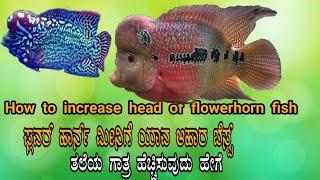 Humpy head fish food review in kannada ಹಂಪಿ ಹೆಡ್ ಫುಡ್ ರಿವ್ಯೂ ಕನ್ನಡದಲ್ಲಿ