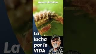 La LUCHA por la VIDA CONTROL DE PLAGAS INSECTOS BENEFICIOSOS. #shorts #shortsyoutube