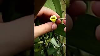 BUAH VANILI 2023 POLINASI #petanimuda #vanili #vaniliindonesia #planifolia #vanili