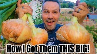 HUGE Onion Harvest  How to Grow Huge Onions