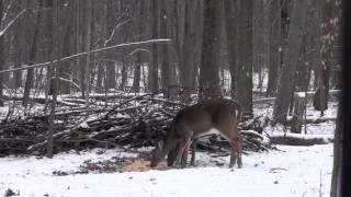 Two Deer with one arrow on one shot