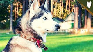 ARE SIBERIAN HUSKY GOOD GUARD DOGS?