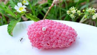 Invasive snail eggs crushed  Apple snail Eggs ASMR 57