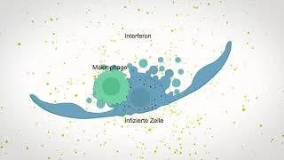 Wie das Immunsystem auf das Coronavirus reagiert