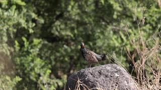 פרנקולין שחור   Black Francolin    Francolinus francolinus