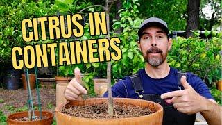 TIPS FOR PLANTING CITRUS TREES IN CONTAINERS