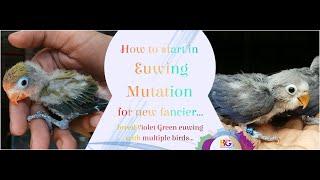 Euwing mutation for new fancier  Start with Green bird  Violet blue mix 