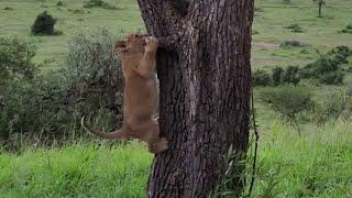 Lions cub training Hard to be tough