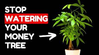 If I Only Knew These Money Tree Tips 5 Years Ago