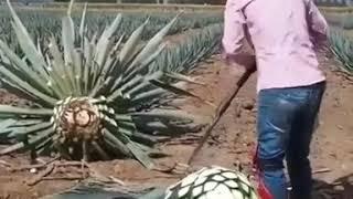 Nanas terbesar di dunia  tequila tekuila fakta unik calon sarjana  yt crash