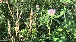 Greg explains how to grow clover without planting it on your farm