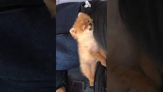 pomeranians adorable sleep positions will melt your heart