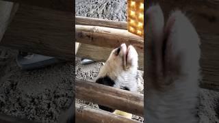 dasar kambing#shortsviral #shortyoutube #hiburan