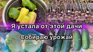 Я устала от этой заброшенной дачи. Собираю урожай на даче.