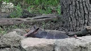 Bath time for an armadillo on a hot Texas day  Texas Backyard Wildlife