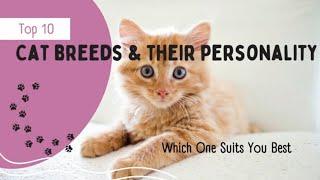 Top 10 Cat Breeds and Their Personality. Which one suits you best