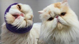 I Laughed So Hard Editing This Video  Ralph The Funny Persian Cat